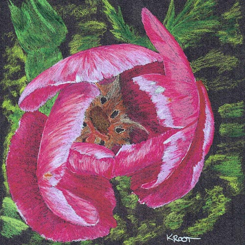 painting of a reddish-pink-white tulip