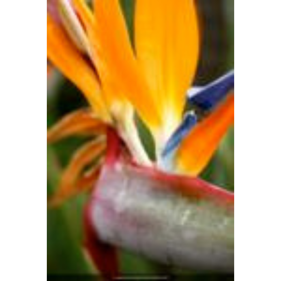 Close up portrait of a plant with blue and orange leaves