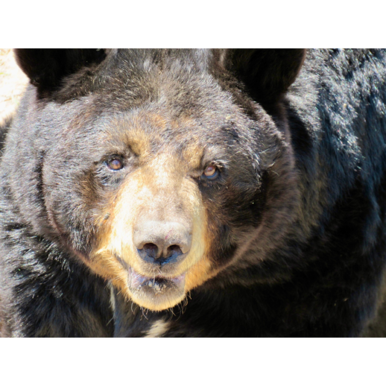 Photo of Mukwa Creations