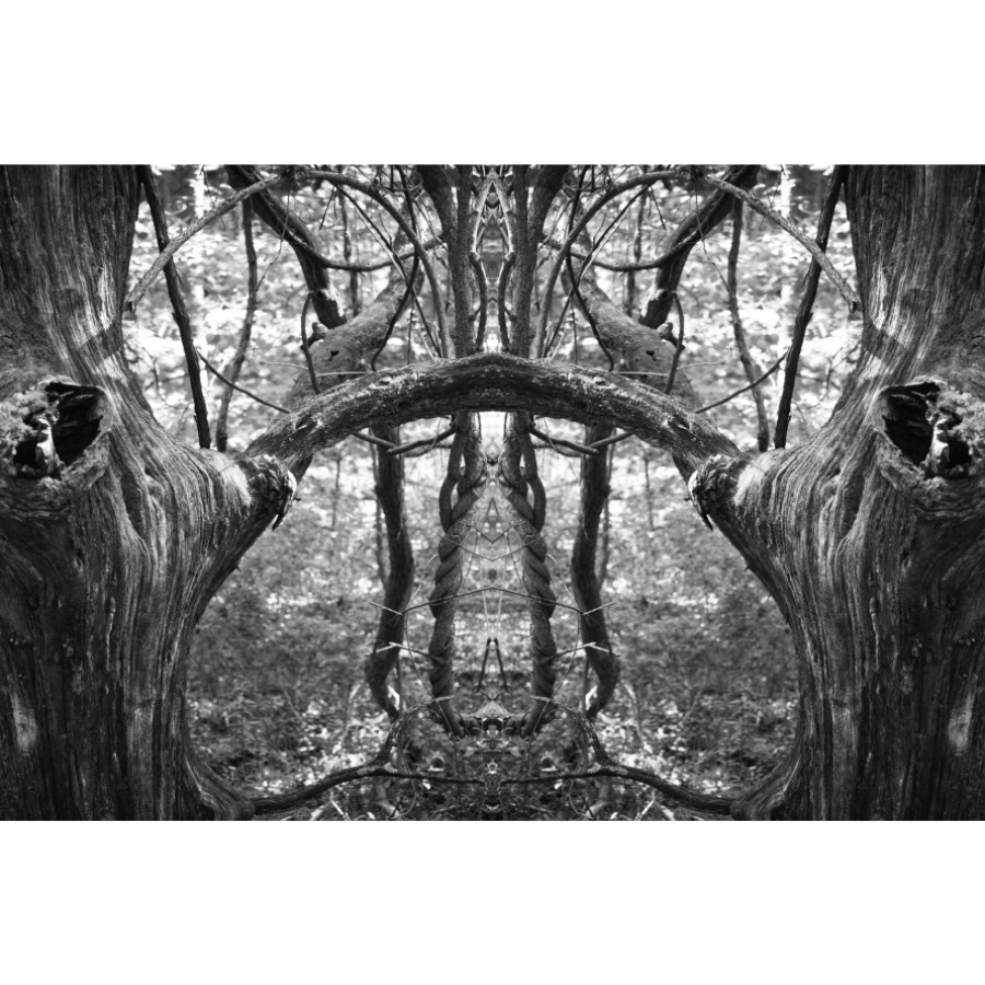 Black and white trees mirror image