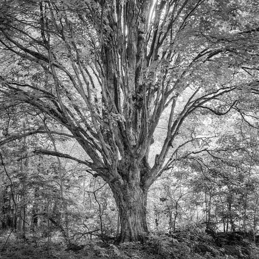 Black and white photo of a large tree