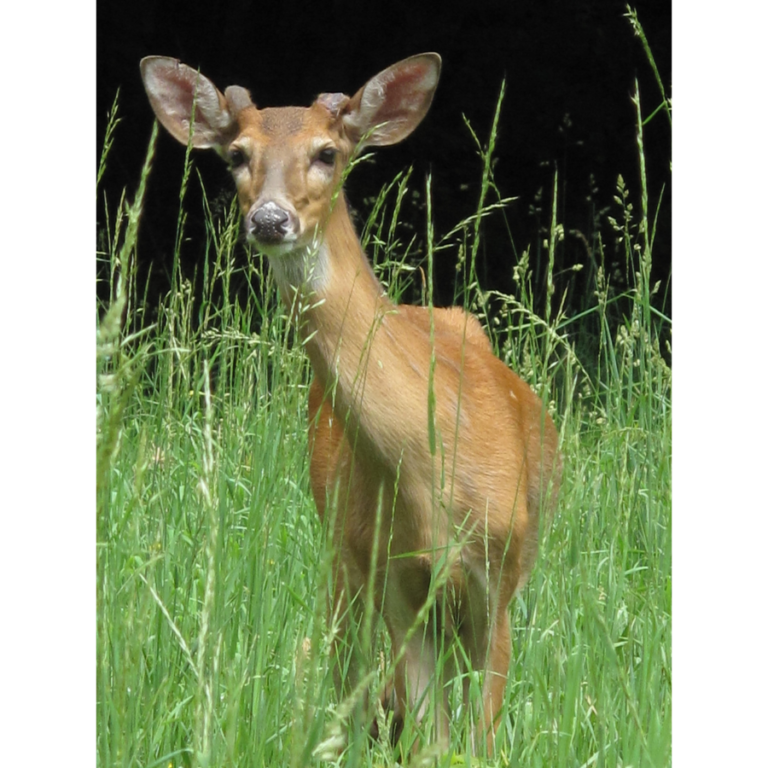 Photo of Dana Kubinski